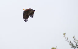 Aigle pecheur - en vol